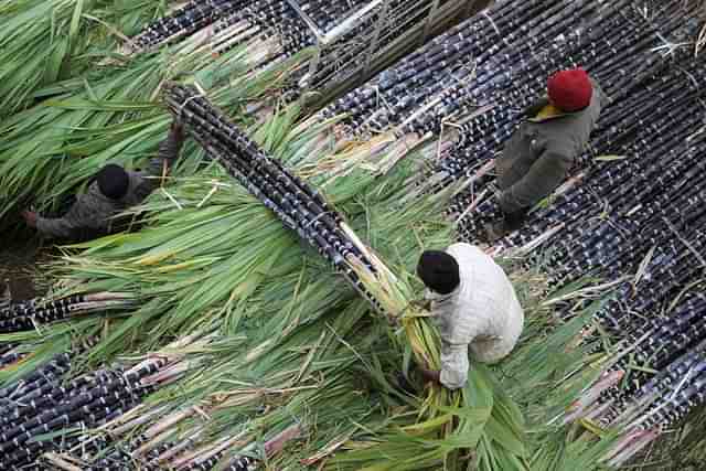 Mounting sugarcane arrears are a major concern in western UP.&nbsp; (Getty)